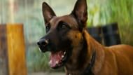 He's such a good boy. (Image via Amazon MGM Studios)